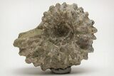 Bumpy Ammonite (Douvilleiceras) Fossil - Madagascar #205029-1
